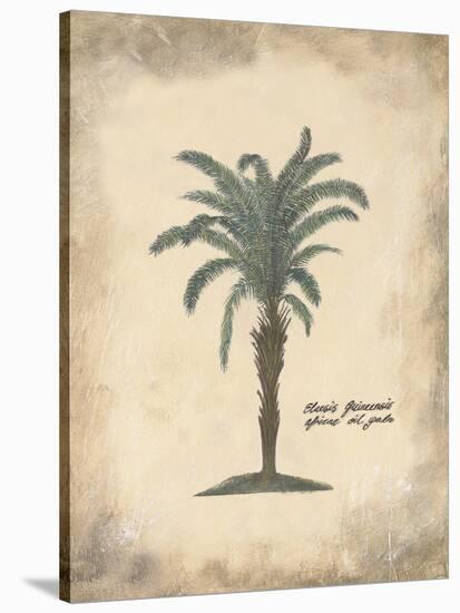 African Oil Palm-Annabel Hewitt-Stretched Canvas
