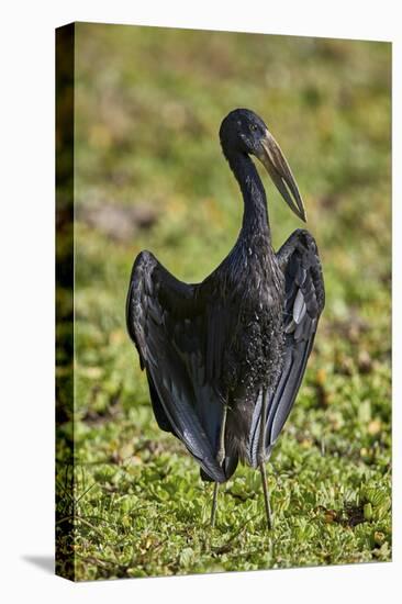 African open-billed stork (African openbill) (Anastomus lamelligerus), Selous Game Reserve, Tanzani-James Hager-Premier Image Canvas