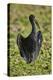 African open-billed stork (African openbill) (Anastomus lamelligerus), Selous Game Reserve, Tanzani-James Hager-Premier Image Canvas