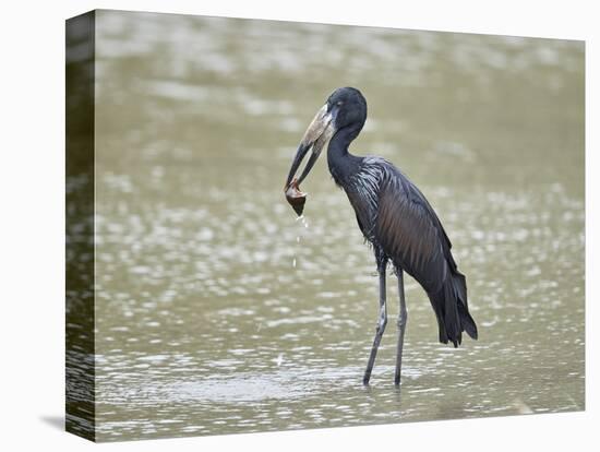 African open-billed stork (African openbill) (Anastomus lamelligerus) with a snail, Selous Game Res-James Hager-Premier Image Canvas