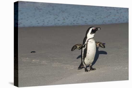 African Penguin Returning to Colony. Western Cape, South Africa-Pete Oxford-Premier Image Canvas