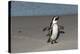 African Penguin Returning to Colony. Western Cape, South Africa-Pete Oxford-Premier Image Canvas