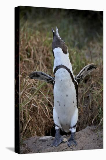 African Penguin (Spheniscus demersus) calling, Simon's Town, near Cape Town, South Africa, Africa-James Hager-Premier Image Canvas