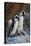 African Penguin (Spheniscus demersus) pair, Simon's Town, near Cape Town, South Africa, Africa-James Hager-Premier Image Canvas