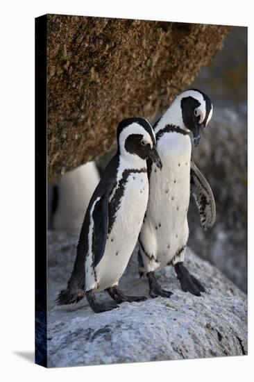 African Penguin (Spheniscus demersus) pair, Simon's Town, near Cape Town, South Africa, Africa-James Hager-Premier Image Canvas