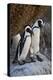 African Penguin (Spheniscus demersus) pair, Simon's Town, near Cape Town, South Africa, Africa-James Hager-Premier Image Canvas