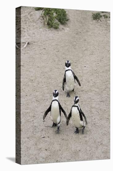 African penguins (Jackass penguins) on Boulders Beach, Simon's Town, Cape Town, Western Cape, South-Ian Trower-Premier Image Canvas