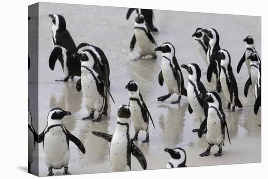 African penguins (Jackass penguins) on Boulders Beach, Simon's Town, Cape Town, Western Cape, South-Ian Trower-Premier Image Canvas