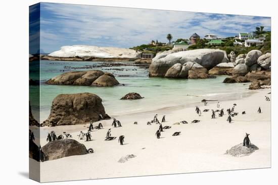 African Penguins on Sand at Foxy Beach with Residential Homes in Background-Kimberly Walker-Premier Image Canvas