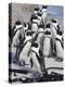 African Penguins (Spheniscus Demersus), Table Mountain National Park, Cape Town, South Africa-Ann & Steve Toon-Premier Image Canvas