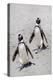 African Penguins (Spheniscus demersus) walking on sand at Boulder's Beach, Cape Town, South Africa-G&M Therin-Weise-Premier Image Canvas