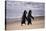 African Penguins-null-Stretched Canvas