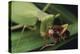 African Praying Mantis Eating a Bug-DLILLC-Premier Image Canvas