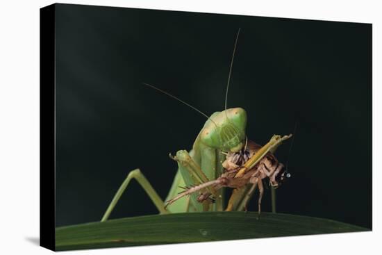 African Praying Mantis Eating a Bug-DLILLC-Premier Image Canvas