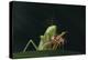 African Praying Mantis Eating a Bug-DLILLC-Premier Image Canvas