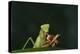 African Praying Mantis Eating a Bug-DLILLC-Premier Image Canvas