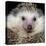 African Pygmy Hedgehog-null-Premier Image Canvas