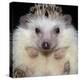 African Pygmy Hedgehog-null-Premier Image Canvas