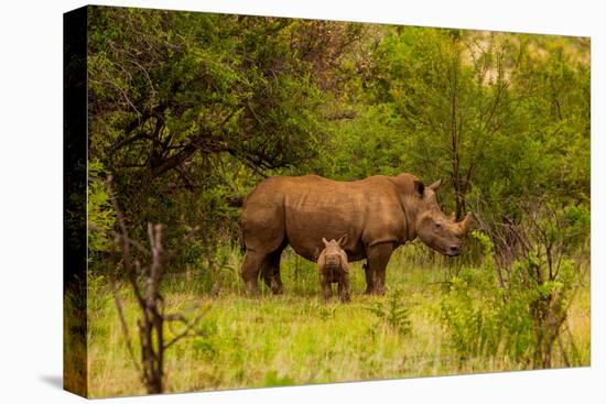 African Rhino and Baby, Kruger National Park, Johannesburg, South Africa, Africa-Laura Grier-Premier Image Canvas