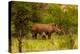 African Rhino and Baby, Kruger National Park, Johannesburg, South Africa, Africa-Laura Grier-Premier Image Canvas