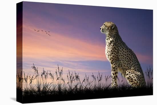 African Safari Concept Image of Cheetah Looking out over Savannnah with Beautiful Sunset Sky-Veneratio-Premier Image Canvas