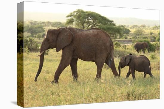 African Savanna Elephant Cow with Calf-null-Premier Image Canvas