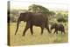 African Savanna Elephant Cow with Calf-null-Premier Image Canvas