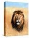 African Savannah Lion-Sarah Stribbling-Stretched Canvas
