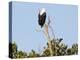 African sea eagle, Isimangaliso Greater St. Lucia Wetland Pk, UNESCO World Heritage, South Africa-Christian Kober-Premier Image Canvas
