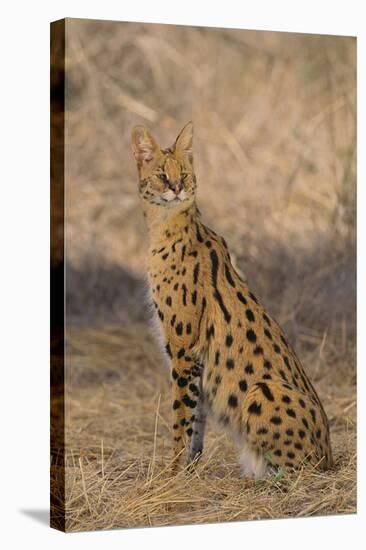African Serval-DLILLC-Premier Image Canvas