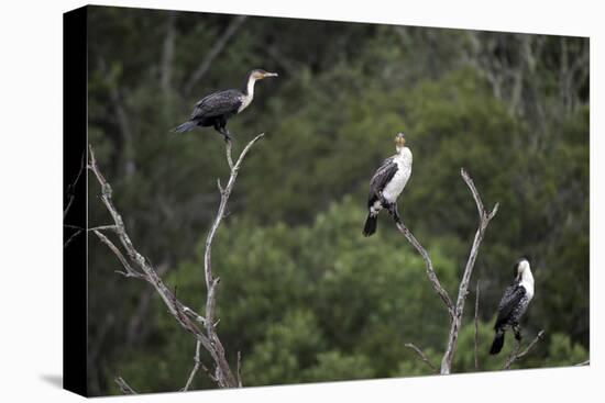 African White-Breasted Cormorant 01-Bob Langrish-Premier Image Canvas