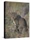 African Wild Cat (Felis Silvestris Lybica), Kruger National Park, South Africa, Africa-James Hager-Premier Image Canvas