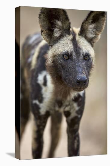 African Wild Dog (African Hunting Dog) (Cape Hunting Dog) (Lycaon Pictus)-James Hager-Premier Image Canvas