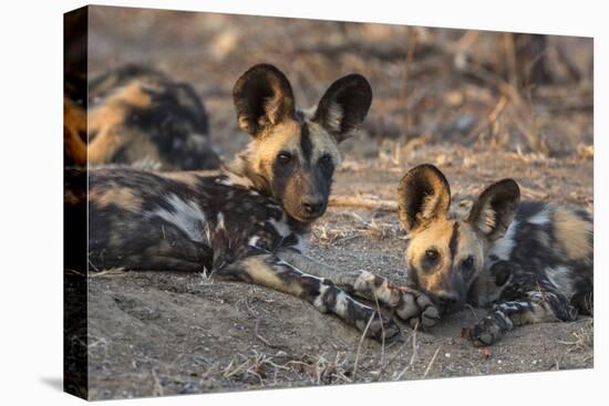 African wild dog (Lycaon pictus) at rest, Kruger National Park, South Africa, Africa-Ann and Steve Toon-Premier Image Canvas