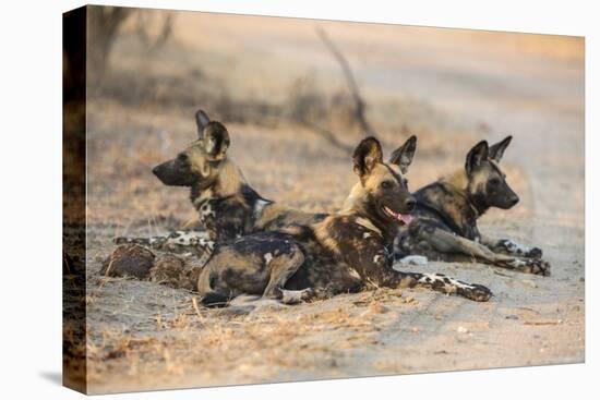 African wild dog (Lycaon pictus) at rest, Kruger National Park, South Africa, Africa-Ann and Steve Toon-Premier Image Canvas