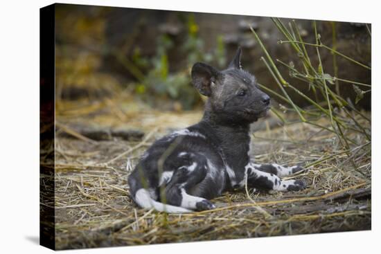 African Wild Dog (Lycaon Pictus) One Month Old Pup Resting At A Den Site-Neil Aldridge-Premier Image Canvas