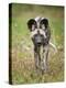 African wild dog (Lycaon pictus) portrait, Mana Pools National Park, Zimbabwe-Tony Heald-Premier Image Canvas