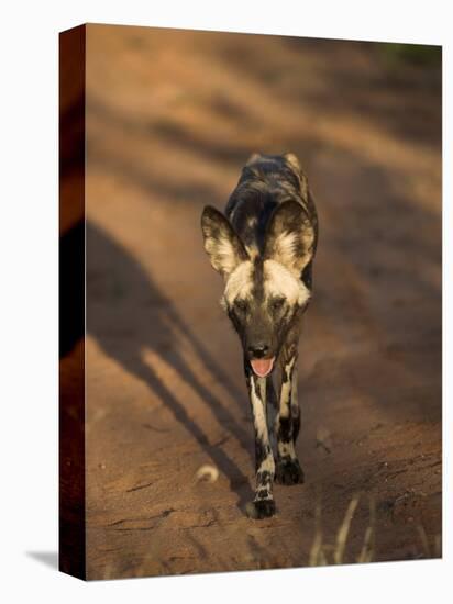 African Wild Dog, Lycaon Pictus, Venetia Limpopo Nature Reserve, South Africa, Africa-Steve & Ann Toon-Premier Image Canvas
