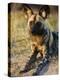African Wild Dog, Moremi Wildlife Reserve, Botswana-Tony Heald-Premier Image Canvas