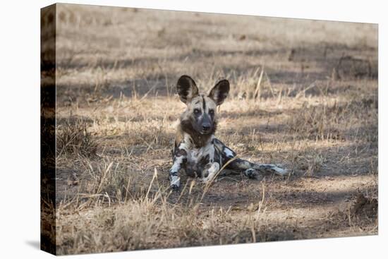 African Wild Dog (Painted Dog) (African Hunting Dog) (Lycaon Pictus), Zambia, Africa-Janette Hill-Premier Image Canvas