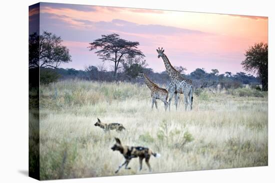 African Wild Dog Passing Giraffe Mother and Calf-null-Premier Image Canvas