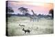 African Wild Dog Passing Giraffe Mother and Calf-null-Premier Image Canvas