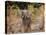 African Wild Dogs (Lycaon Pictus) Passinginfront Of Large African Elephant (Loxodonta Africana)-Tony Heald-Premier Image Canvas