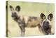 African Wilddog (Lycaon Pictus) Portrait, with Another Dog in the Background-Wim van den Heever-Premier Image Canvas