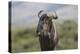 African Wildebeest 01-Bob Langrish-Premier Image Canvas