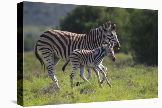African Zebras 037-Bob Langrish-Premier Image Canvas