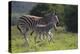 African Zebras 037-Bob Langrish-Premier Image Canvas