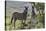 African Zebras 114-Bob Langrish-Premier Image Canvas