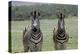 African Zebras 123-Bob Langrish-Premier Image Canvas