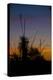 After Sunset in Saguaro National Park-Anna Miller-Premier Image Canvas